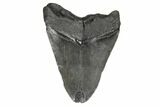 Bargain, Fossil Megalodon Tooth - South Carolina #181124-2